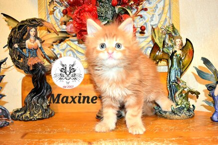cucciolo maine coon cucciolo maine coon