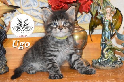 cucciolo maine coon cucciolo maine coon