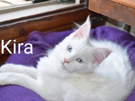 Kira