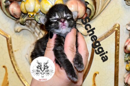 Gatto maine coon cucciolo