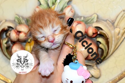 Gatto maine coon cucciolo