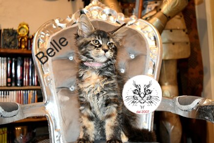 Cucciolo di Maine Coon