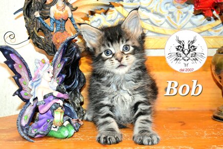 cucciolo maine coon cucciolo maine coon