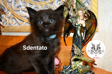 Cucciolo di maine coon