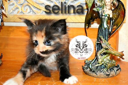 Cucciolo di maine coon