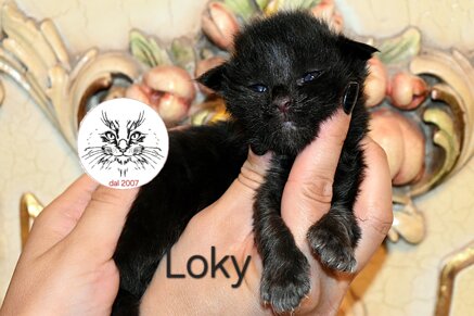 Cuccioli di Maine Coon
