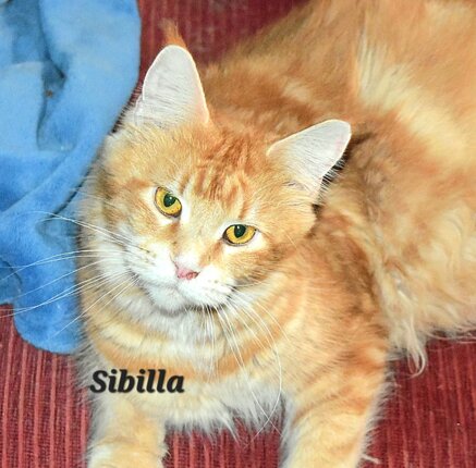 Sibilla