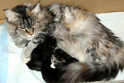 cucciolata con mamma Carmilla