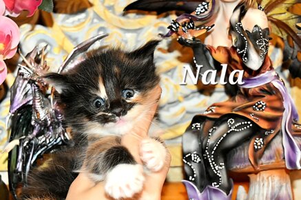 whatsapp image 2026-03-20 at 09.34.38.jpeg