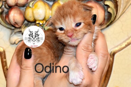 Cuccioli di Maine Coon