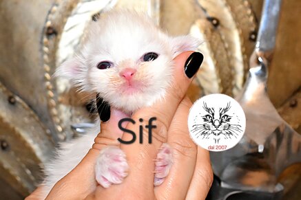 Cuccioli di Maine Coon