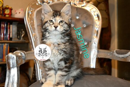Cucciolo di Maine Coon