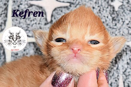 whatsapp image 2026-03-31 at 11.27.21 (2).jpeg