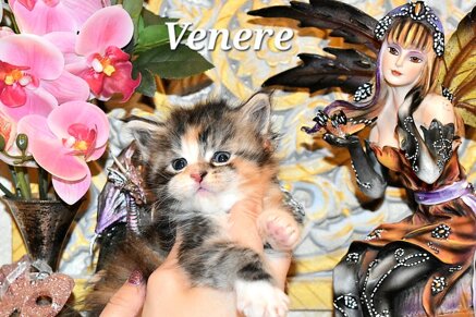 whatsapp image 2026-03-20 at 09.34.37.jpeg