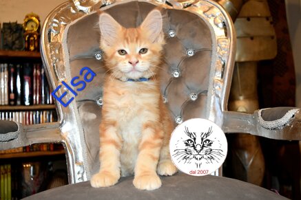 Cucciolo di Maine Coon