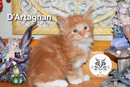 cucciolo maine coon cucciolo maine coon