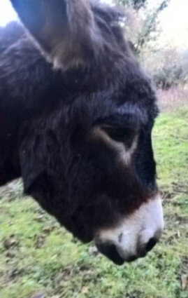 d4af3ccb03e7f121d25f26b7138379575ea53634