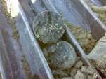 Sedimenti Sedimenti