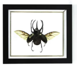 chalcosoma-atlas