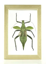 heteropteryx-grayi