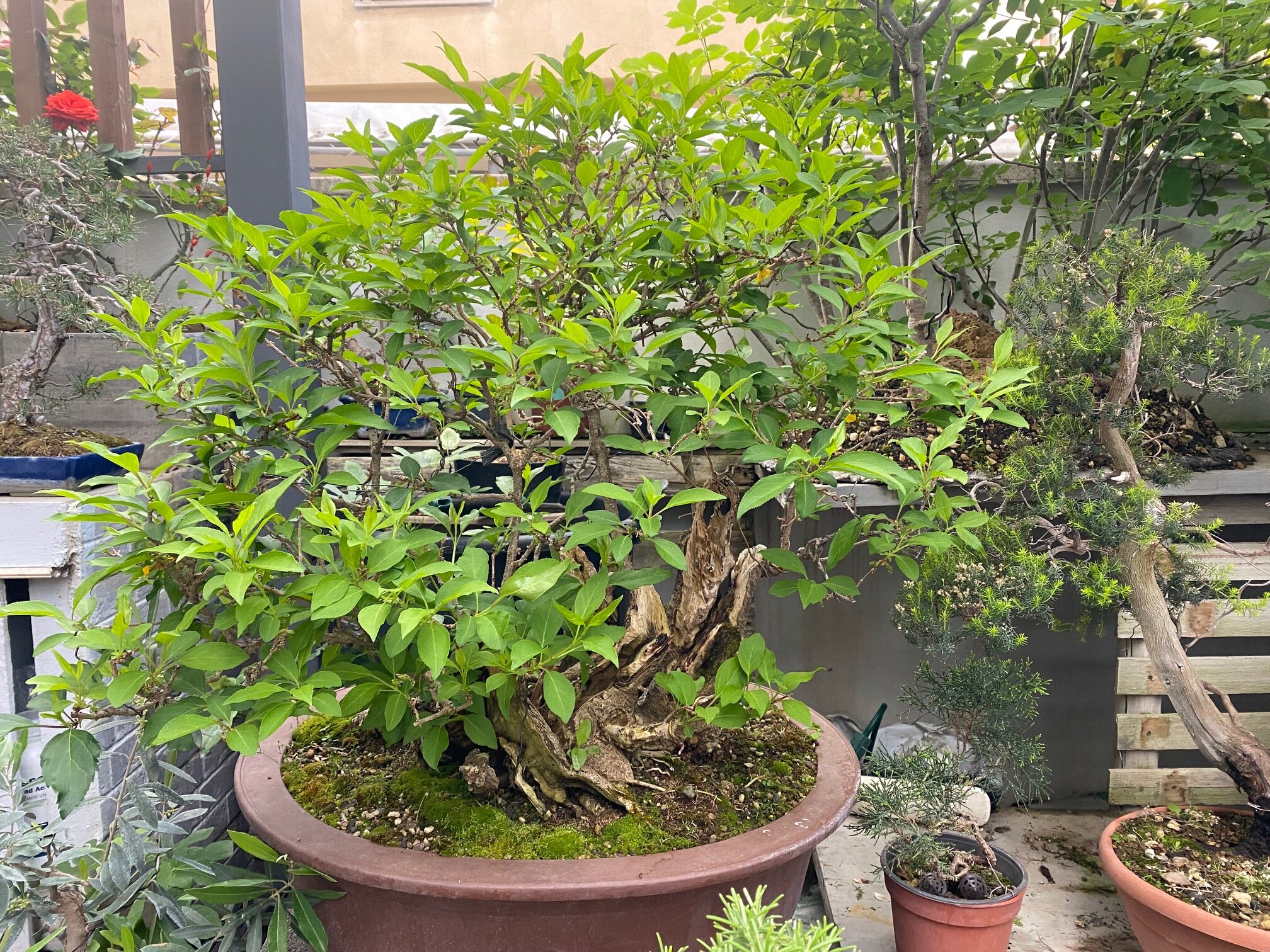 I BONSAI
