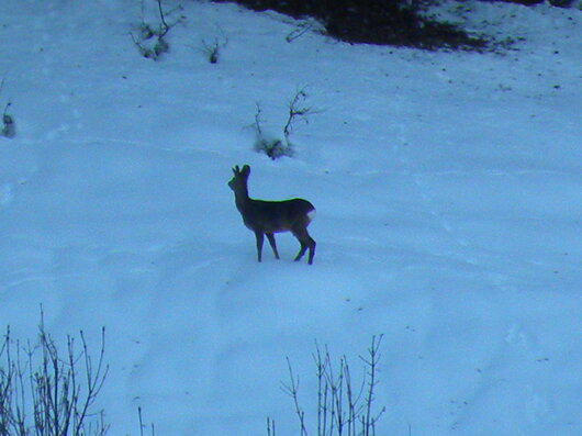 dscn0155.jpeg dscn0155.jpeg