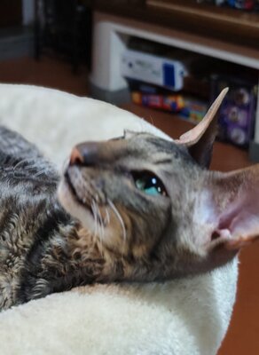 musa profilo.jpeg musa profilo.jpeg