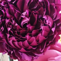 peonia fiori carta
