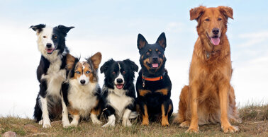 1600_dogs.jpeg
