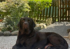 e4c8b64d4530d2068d8e9f97d5ef5727fe129a97.jpeg e4c8b64d4530d2068d8e9f97d5ef5727fe129a97.jpeg