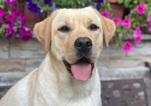 5c0ebd5f93ad7797ce078d68de52947888bd84d7 5c0ebd5f93ad7797ce078d68de52947888bd84d7