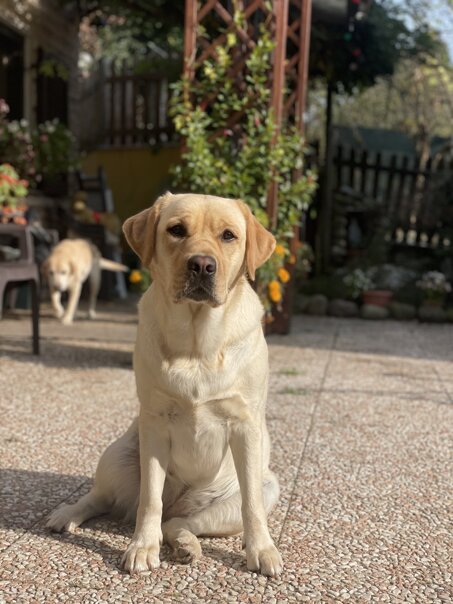 img_3778.jpeg img_3778.jpeg