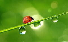 ladybird-1920x1200-001.jpeg ladybird-1920x1200-001.jpeg