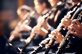 guildfordglen-clarinet-7990310.jpeg guildfordglen-clarinet-7990310.jpeg