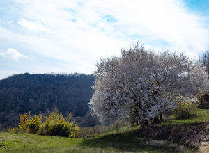 civetta.jpeg civetta.jpeg