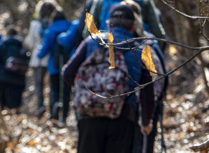 filaindiana2.jpeg filaindiana2.jpeg