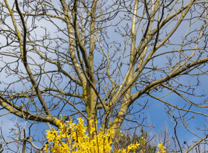 folletto.jpeg folletto.jpeg