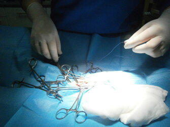 veterinario manziana mascagna