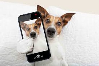 consulta un medico veterinario in videochiamata