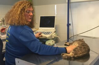 veterinario manziana mascagna