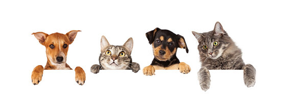 istockphoto-478659902-170667a.jpeg