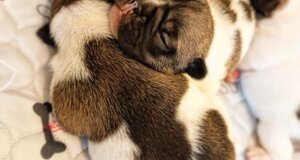 veterinario manziana mascagna