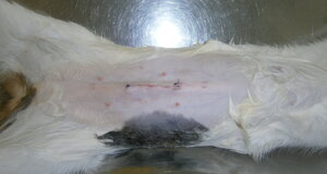veterinario manziana mascagna