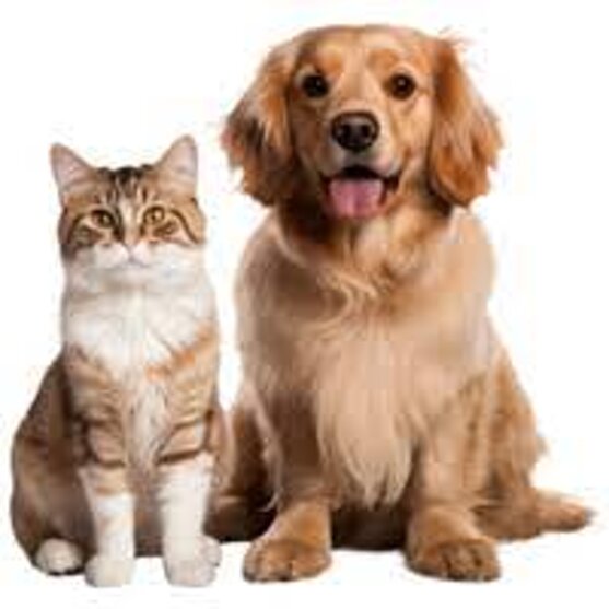 consulta un medico veterinario in videochiamata