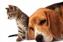 prendersi-cura-di-cani-e-gatti.jpeg prendersi-cura-di-cani-e-gatti.jpeg