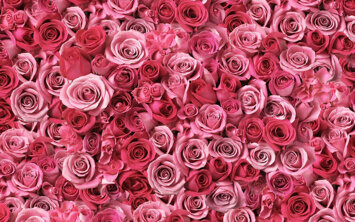 tumblr-flowers-desktop-f4bd9iphnc6vroos.jpeg