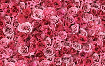 tumblr-flowers-desktop-f4bd9iphnc6vroos.jpeg
