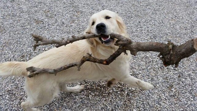 received_2411593619115013.jpeg