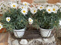 img_1245.jpeg