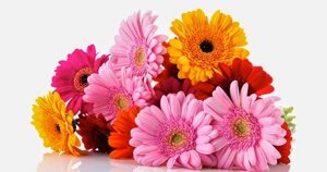 gerbere1.jpeg